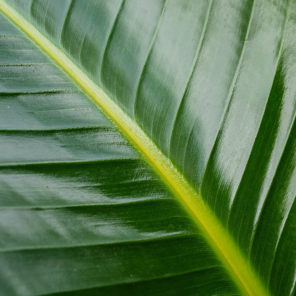 Giant Bird of Paradise (Strelitzia nicolai) - Live Tropical Outdoor Plant in 15 Gal Grow Pot
