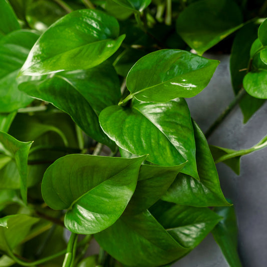 Green Jade Pothos – Live Trailing Houseplant in 8-Inch Grow Pot