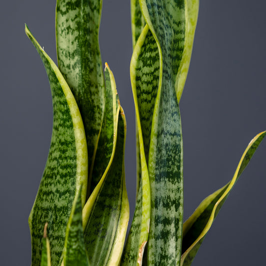 Snake Plant Laurentii – Easy Care Live Houseplant in Nursery Pot