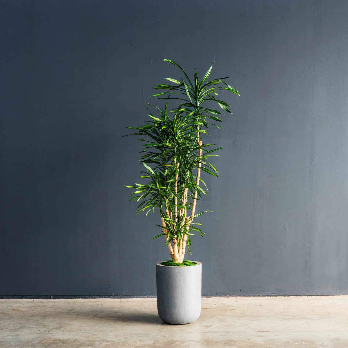Dracaena Randy dragon plant with vibrant green foliage