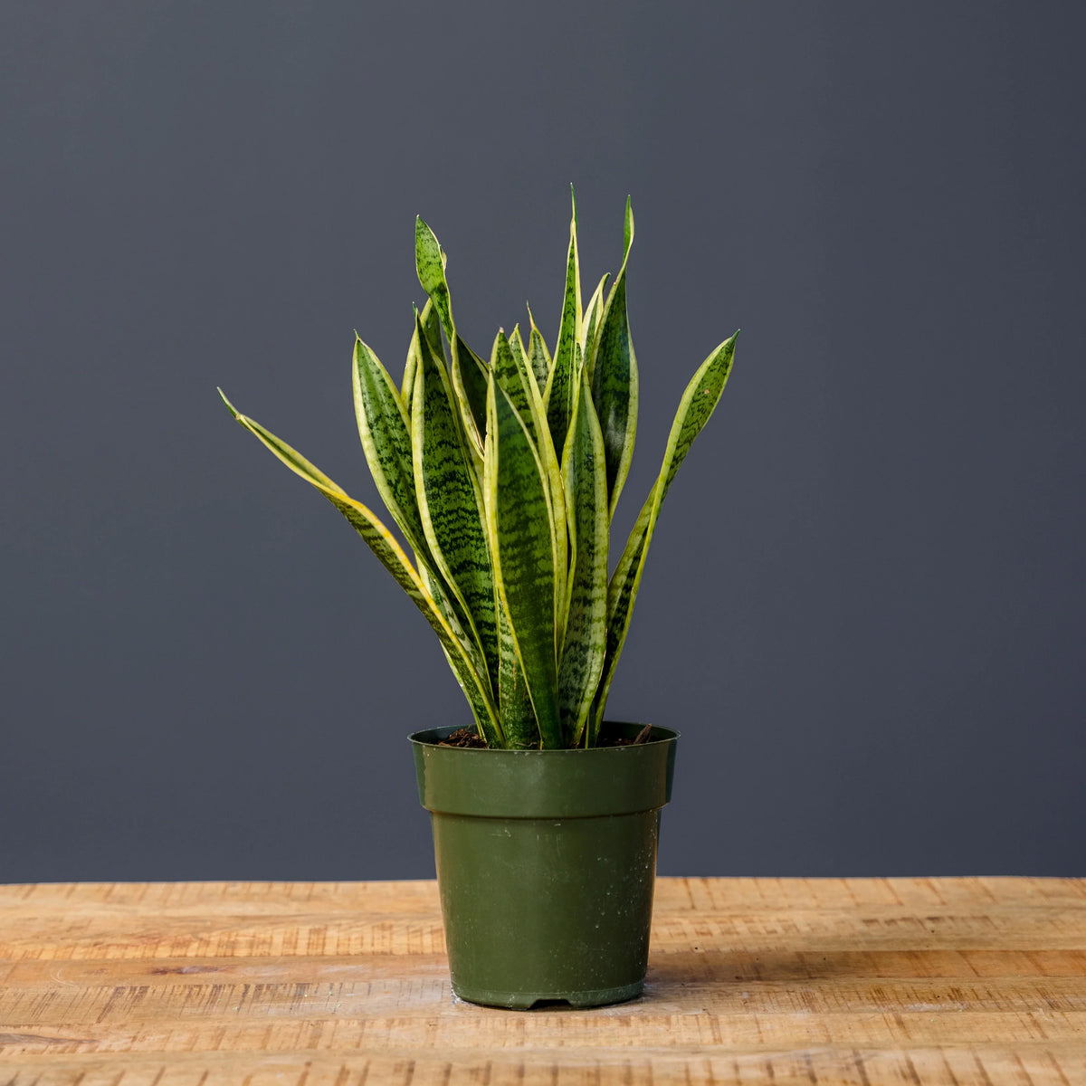Indoor Houseplants