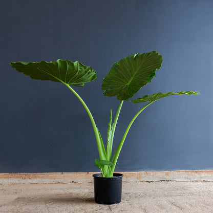Alocasia Calidora Elephant Ear – Live Indoor Plant in 12-Inch Grow Pot