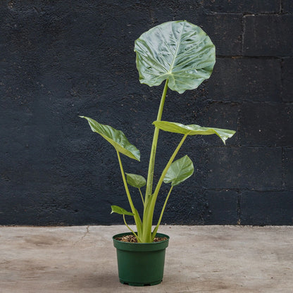 Alocasia Calidora Elephant Ear – Live Indoor Plant in 12-Inch Grow Pot
