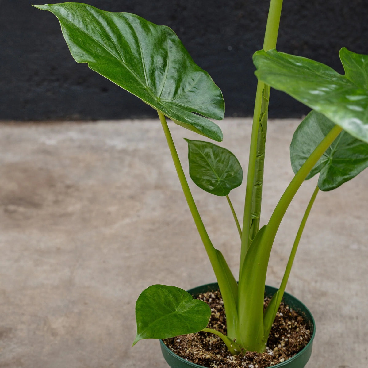 Alocasia Calidora Elephant Ear – Live Indoor Plant in 12-Inch Grow Pot