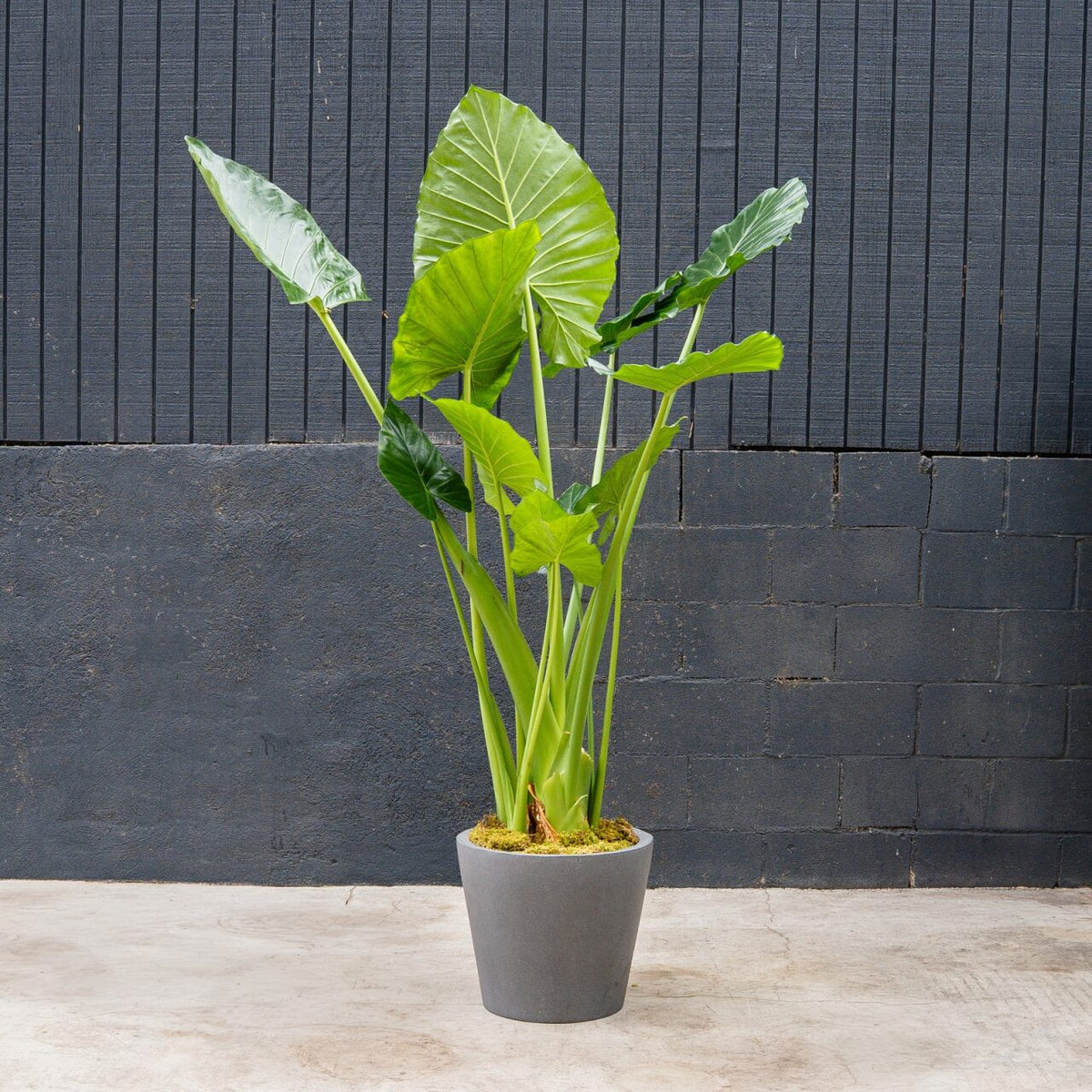 Alocasia Calidora elephant ear plant with large bright green leaves