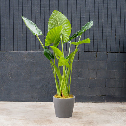 Alocasia Calidora elephant ear plant with large bright green leaves