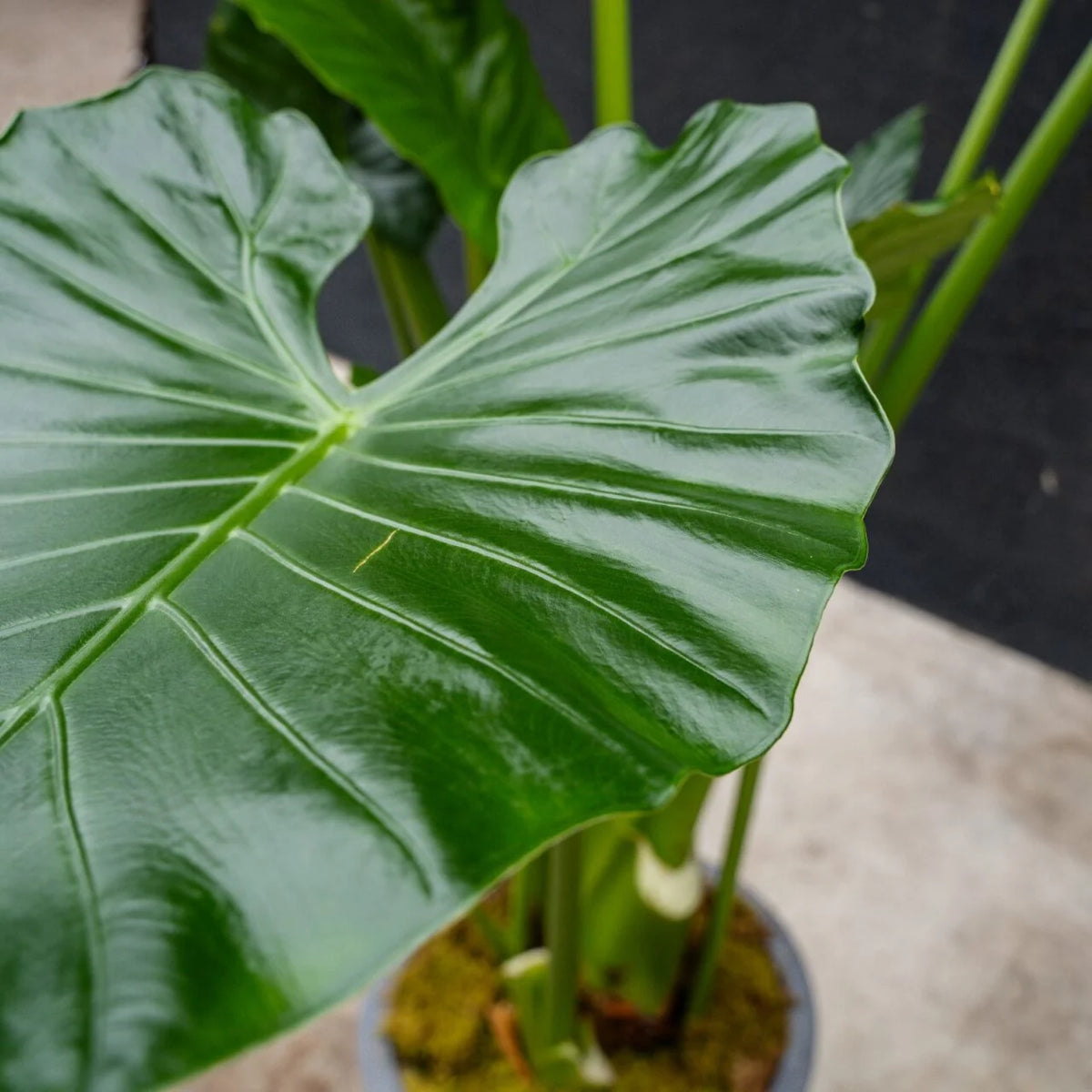 Alocasia Calidora Elephant Ear – Live Indoor Plant in 12-Inch Grow Pot