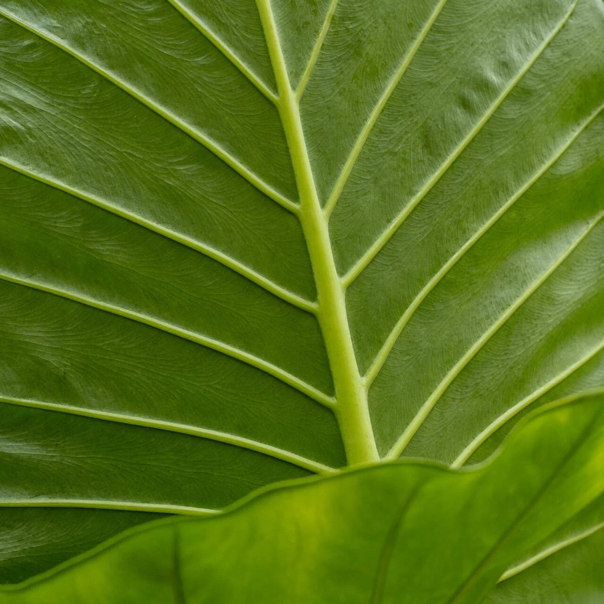 Alocasia Calidora Elephant Ear – Live Indoor Plant in 12-Inch Grow Pot