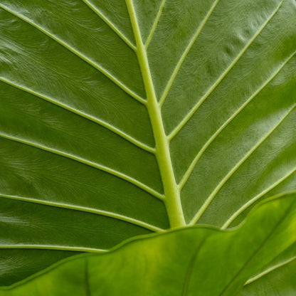 Alocasia Calidora Elephant Ear – Live Indoor Plant in 12-Inch Grow Pot