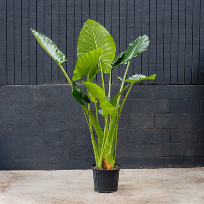 Alocasia Calidora Elephant Ear – Live Indoor Plant in 12-Inch Grow Pot