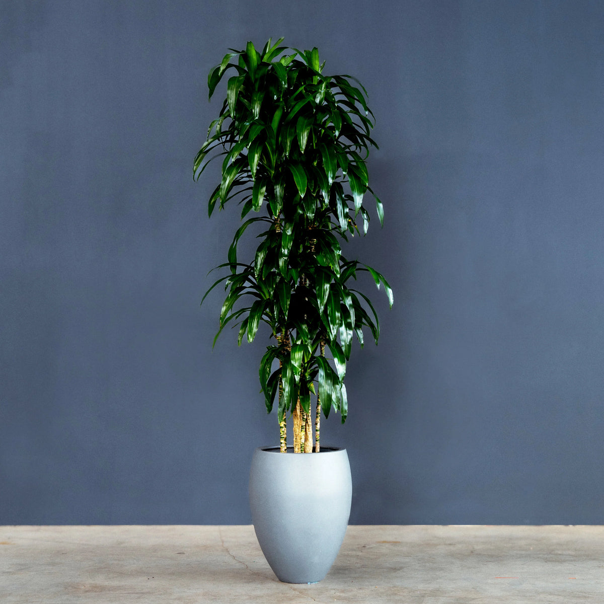 Dracaena Fragrans Lisa dragon tree with glossy green foliage