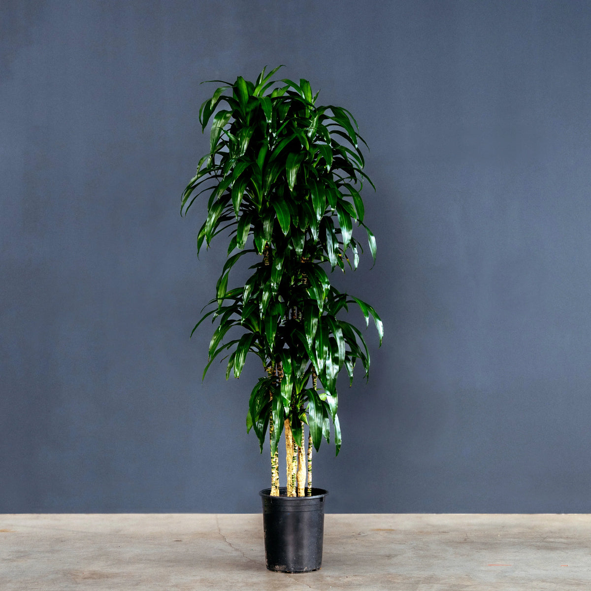 Dracaena Fragrans Lisa