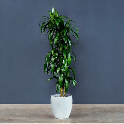 Dracaena Fragrans Lisa