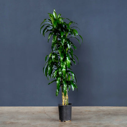 Dracaena Fragrans Lisa