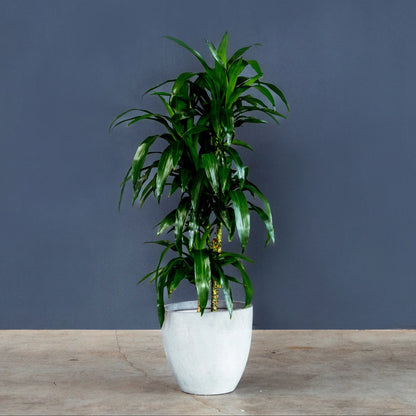 Dracaena Fragrans Lisa