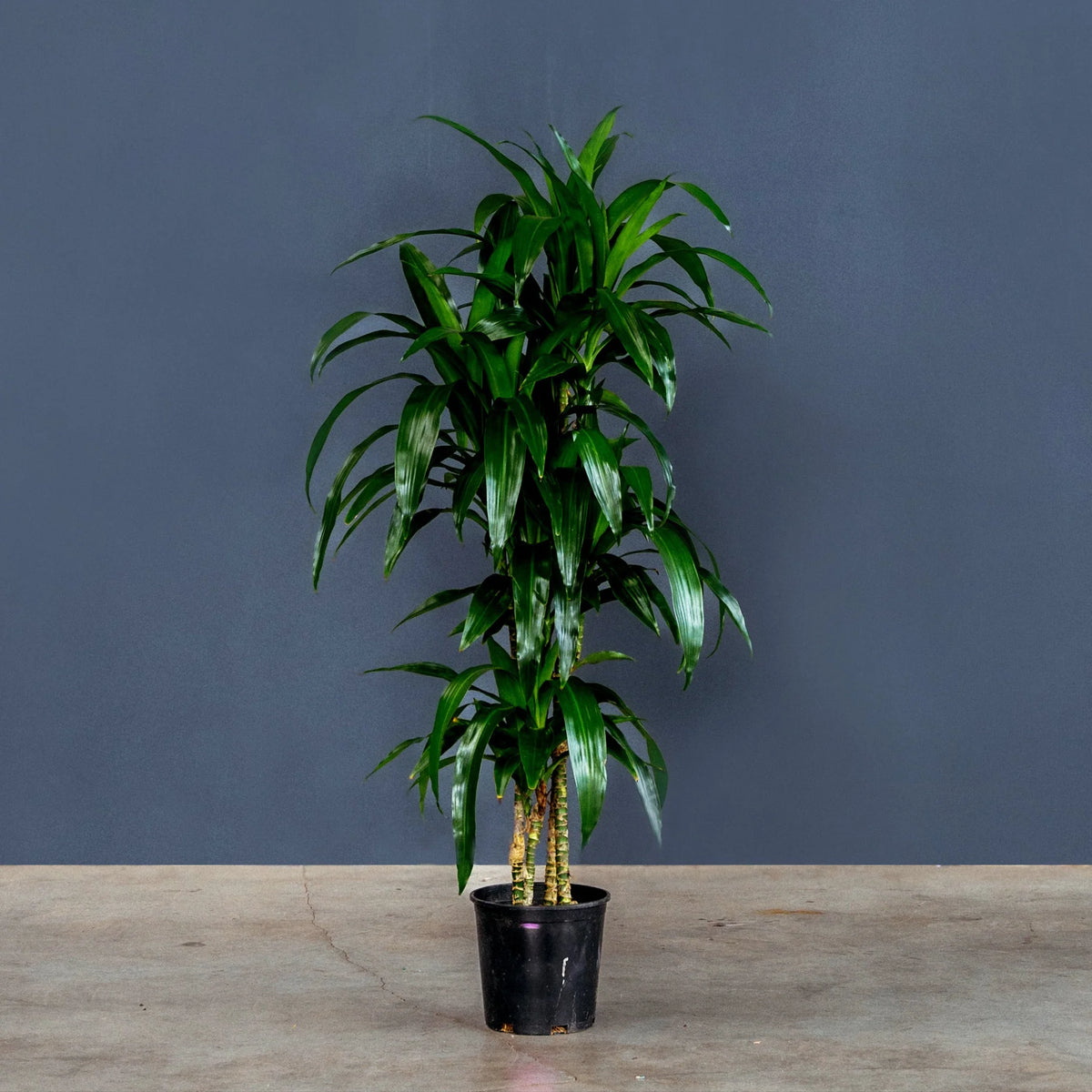 Dracaena Fragrans Lisa