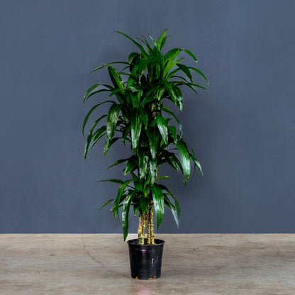 Dracaena Fragrans Lisa