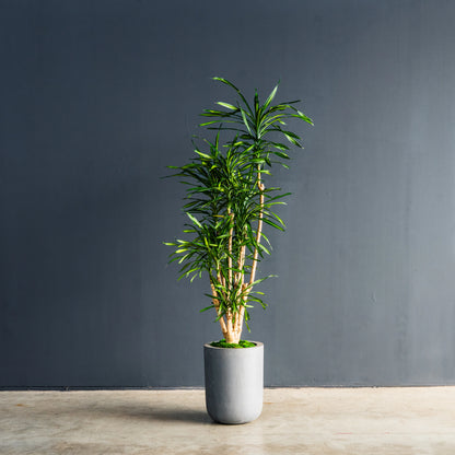 Dracaena Randy dragon plant with vibrant green foliage