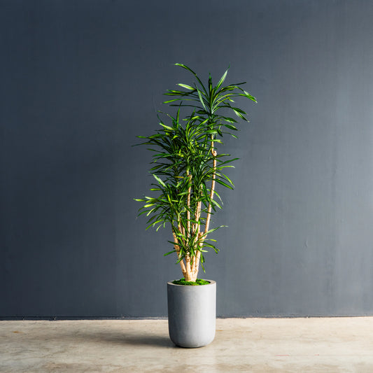 Dracaena Randy dragon plant with vibrant green foliage