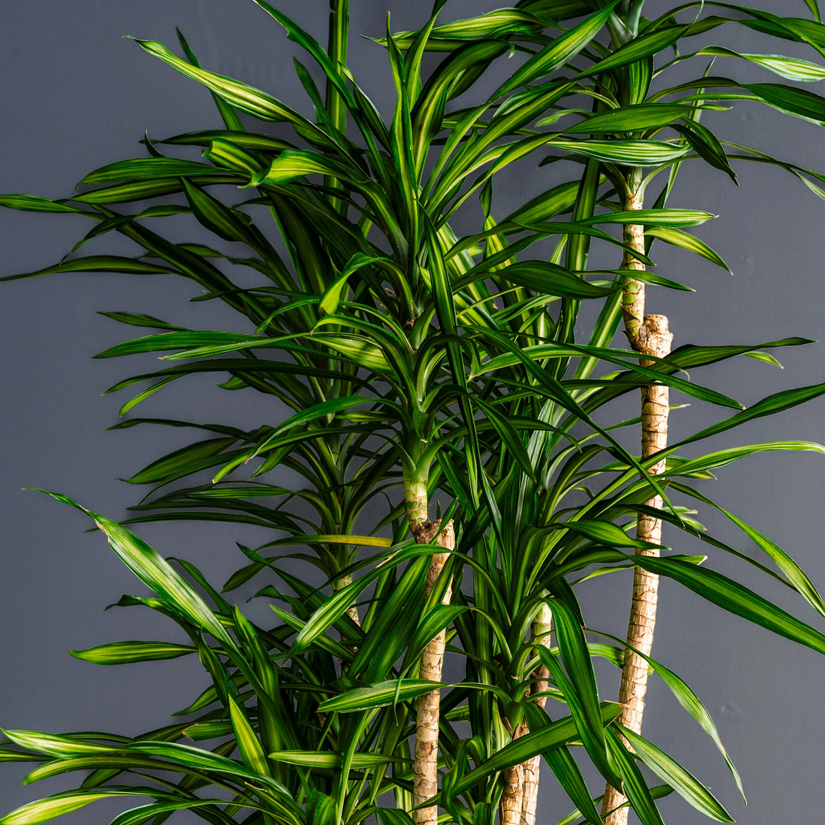 Dracaena Randy