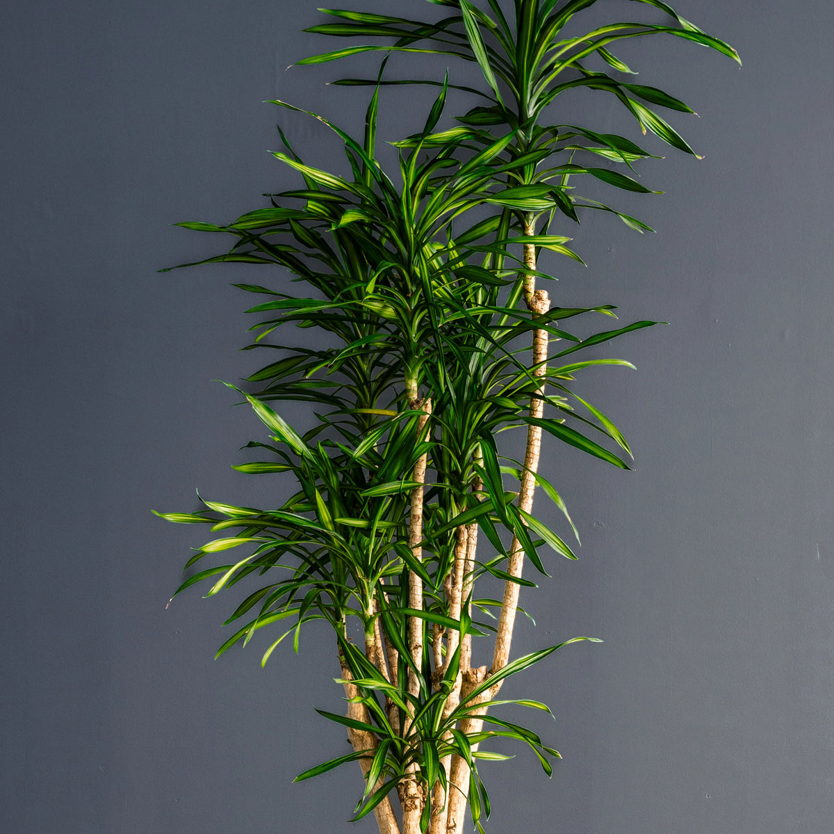 Dracaena Randy