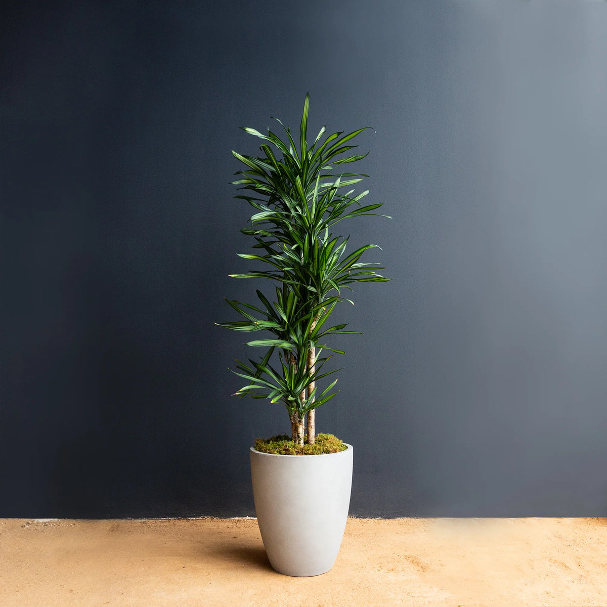 Dracaena Randy