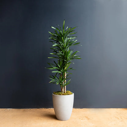 Dracaena Randy