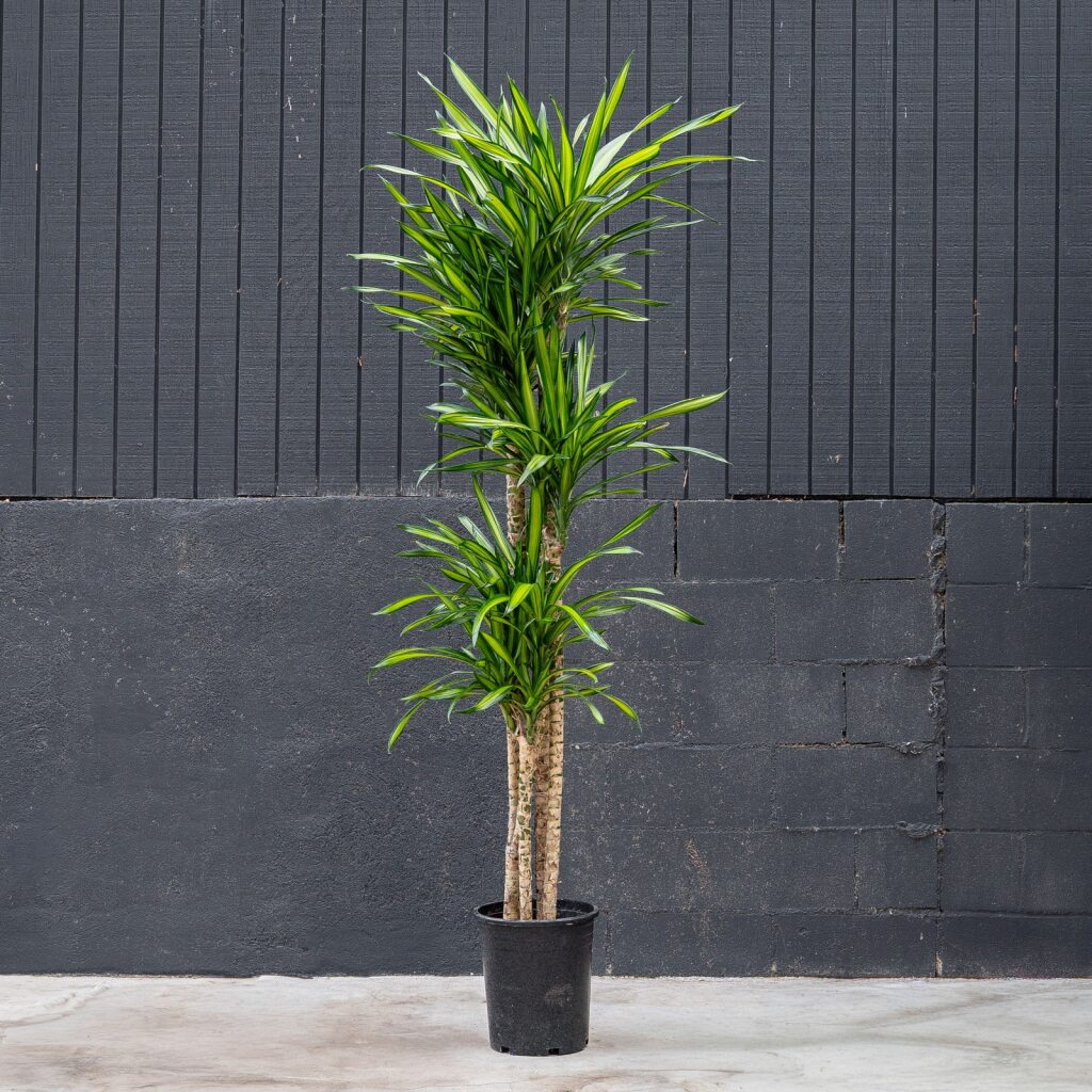 Dracaena Randy