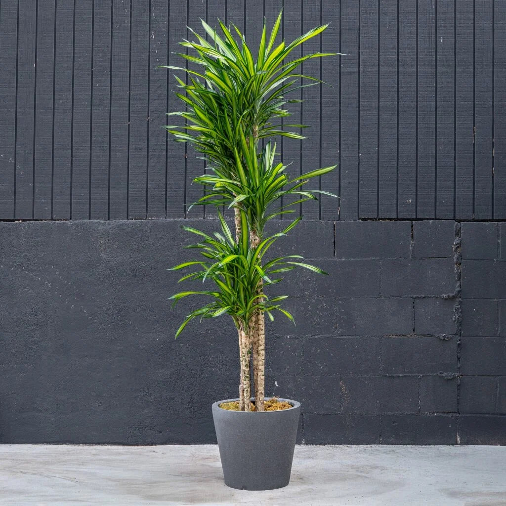 Dracaena Randy