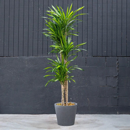 Dracaena Randy