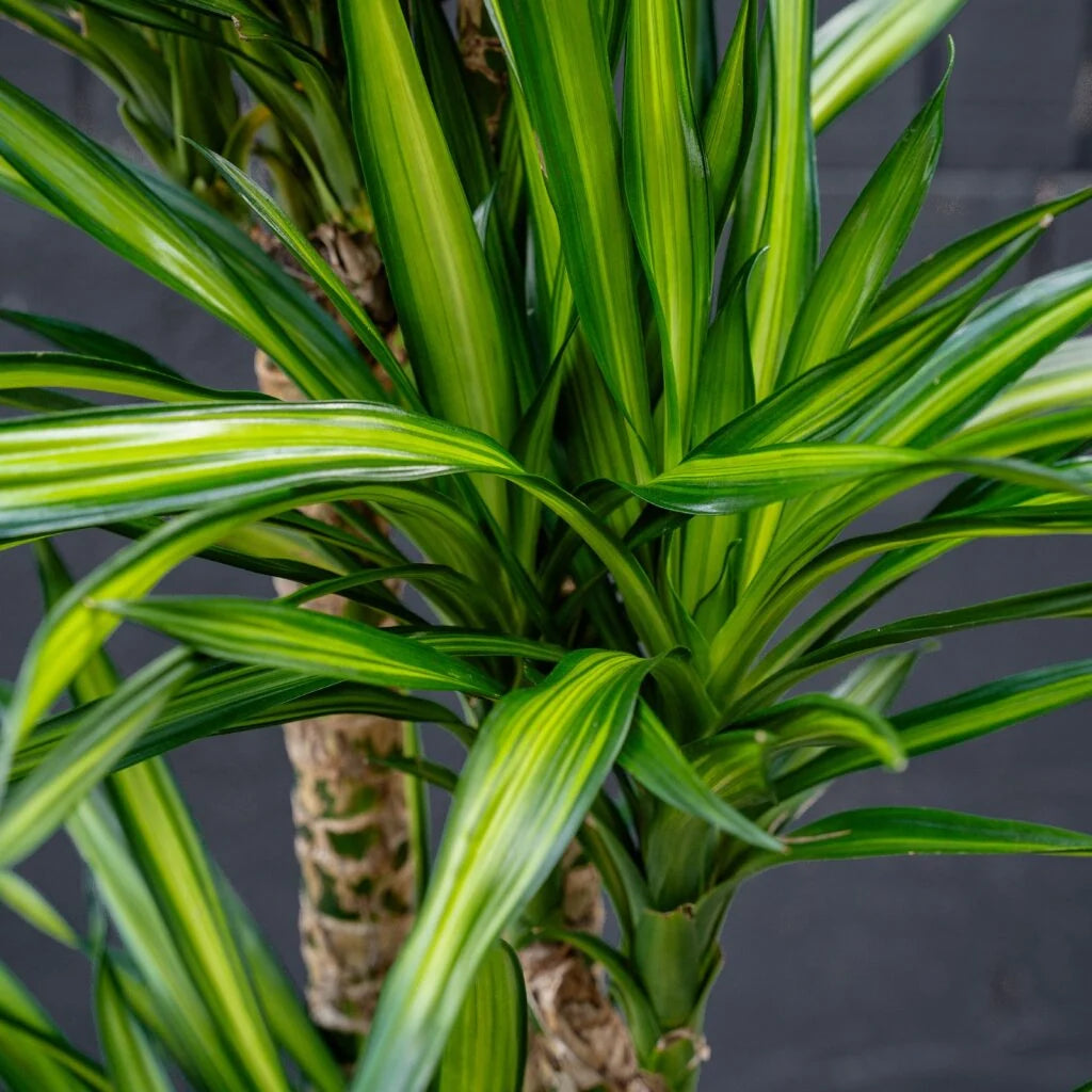 Dracaena Randy