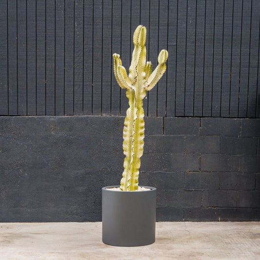 Euphorbia Ammak succulent with tall ribbed variegated stems