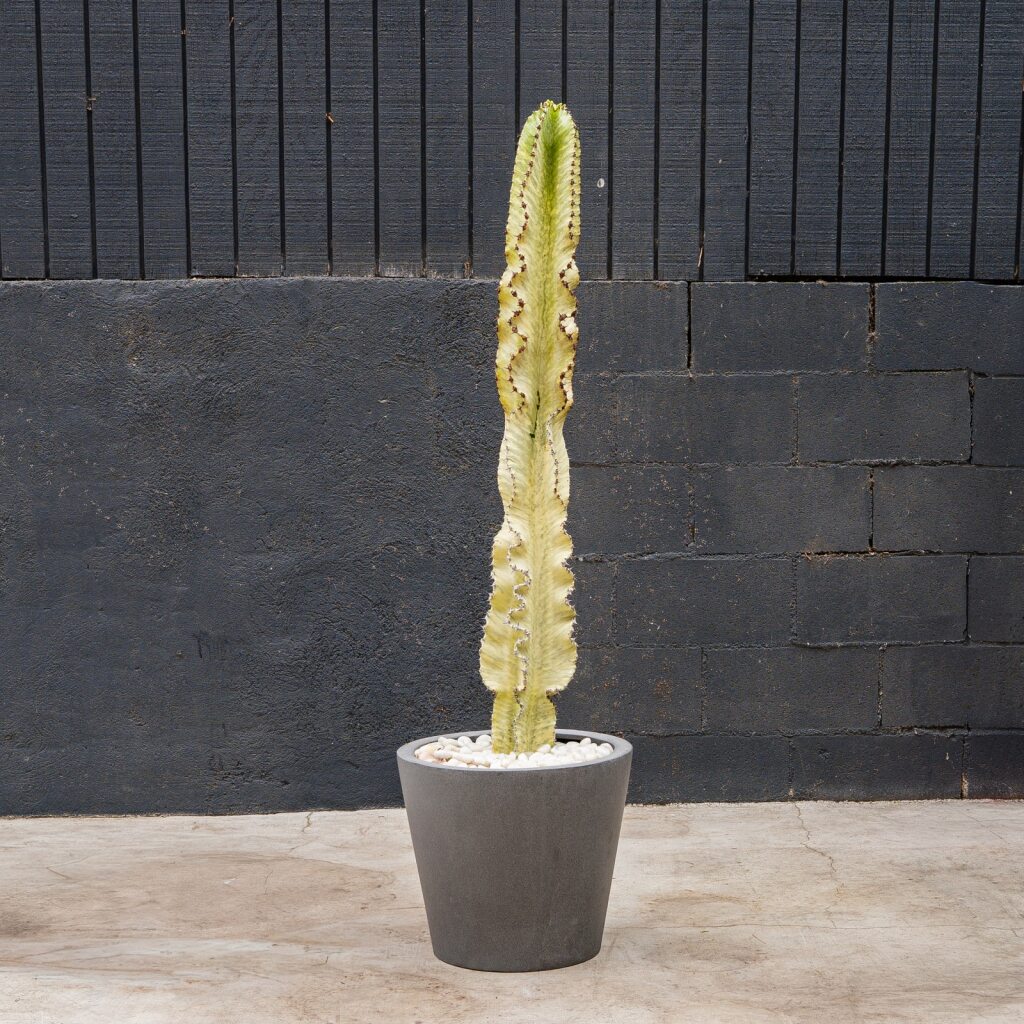 Euphorbia Ammak Live Succulent Tree – 15 Gal Statement Plant for Bright Spaces