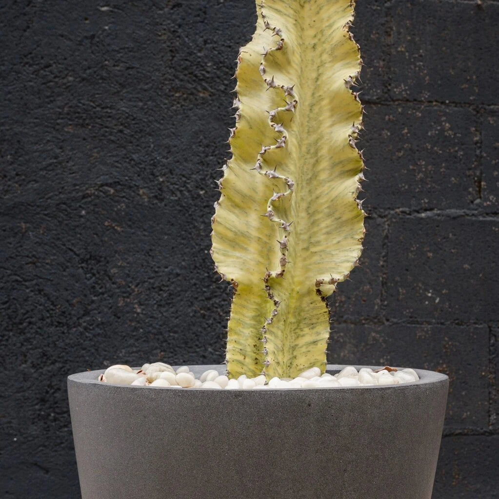 Euphorbia Ammak Live Succulent Tree – 15 Gal Statement Plant for Bright Spaces