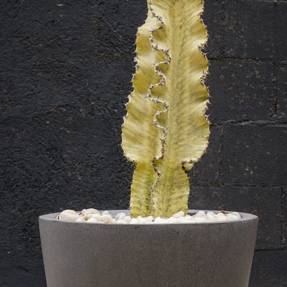 Euphorbia Ammak Live Succulent Tree – 15 Gal Statement Plant for Bright Spaces