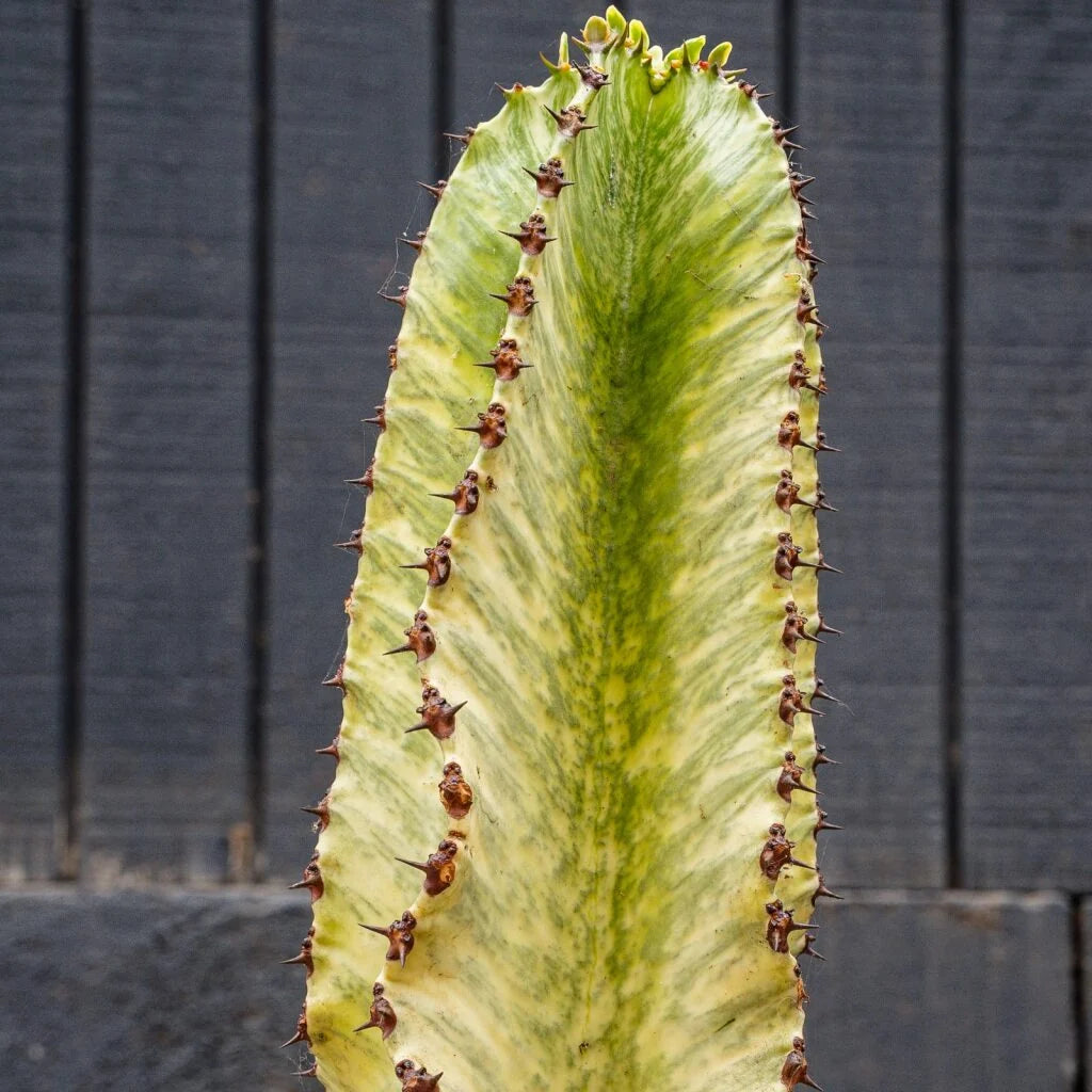 Euphorbia Ammak Live Succulent Tree – 15 Gal Statement Plant for Bright Spaces
