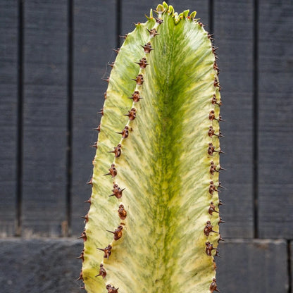 Euphorbia Ammak Live Succulent Tree – 15 Gal Statement Plant for Bright Spaces