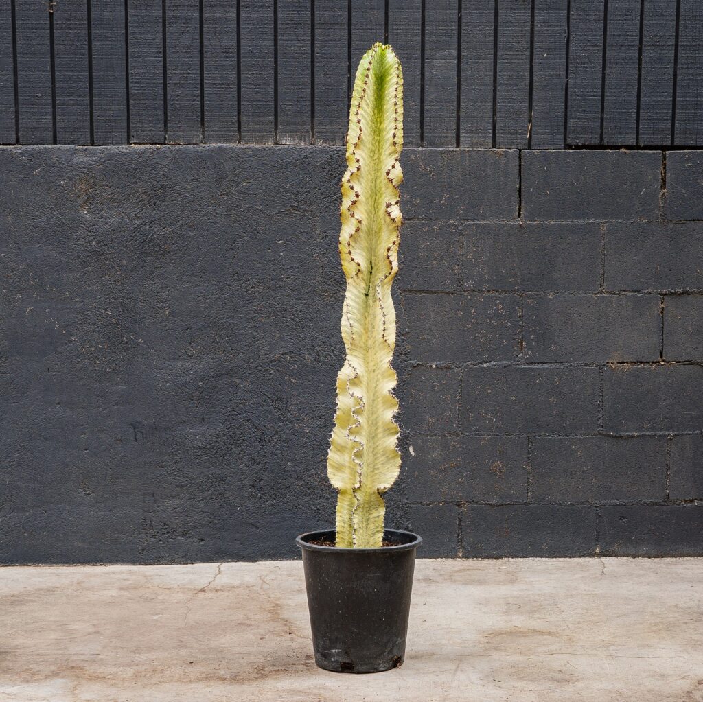 Euphorbia Ammak Live Succulent Tree – 15 Gal Statement Plant for Bright Spaces
