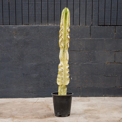 Euphorbia Ammak Live Succulent Tree – 15 Gal Statement Plant for Bright Spaces
