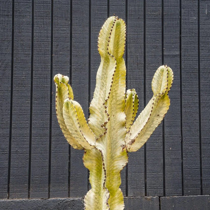 Euphorbia Ammak Live Succulent Tree – 15 Gal Statement Plant for Bright Spaces