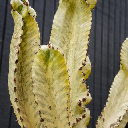 Euphorbia Ammak Live Succulent Tree – 15 Gal Statement Plant for Bright Spaces
