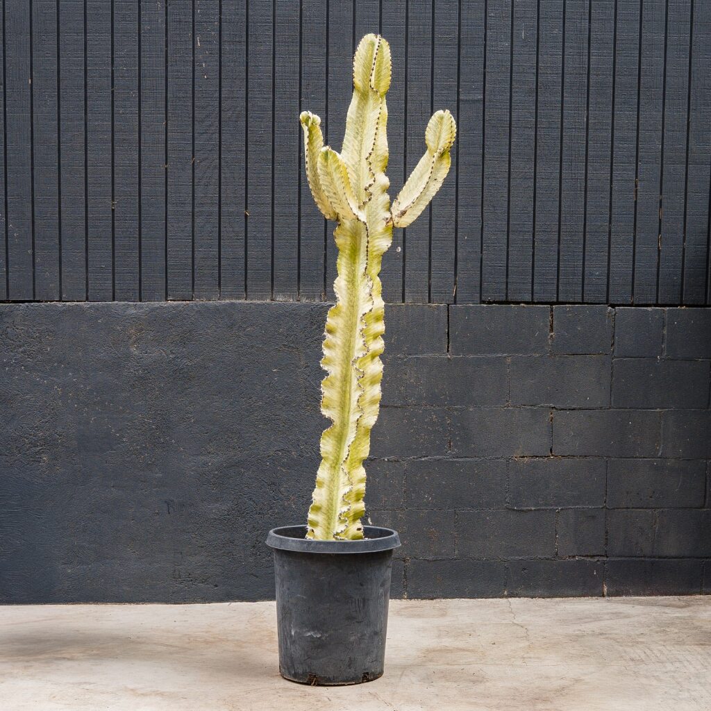 Euphorbia Ammak Live Succulent Tree – 15 Gal Statement Plant for Bright Spaces