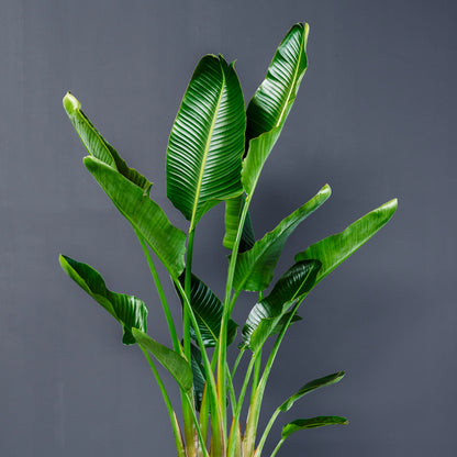Giant Bird of Paradise (Strelitzia nicolai) - Live Tropical Outdoor Plant in 15 Gal Grow Pot