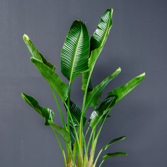 Giant Bird of Paradise (Strelitzia nicolai) - Live Tropical Outdoor Plant in 15 Gal Grow Pot