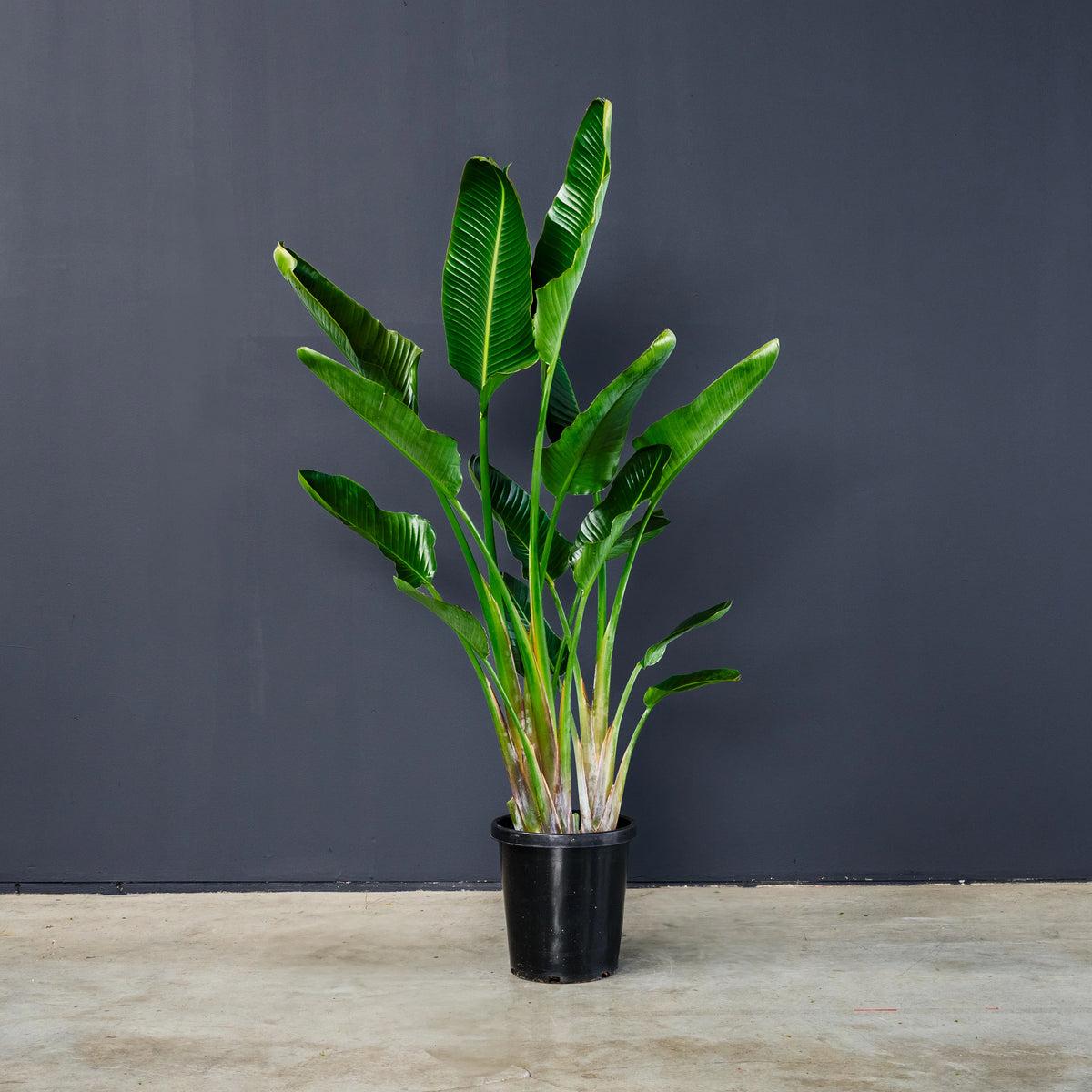 Giant Bird of Paradise Strelitzia nicolai large blue-green leaves
