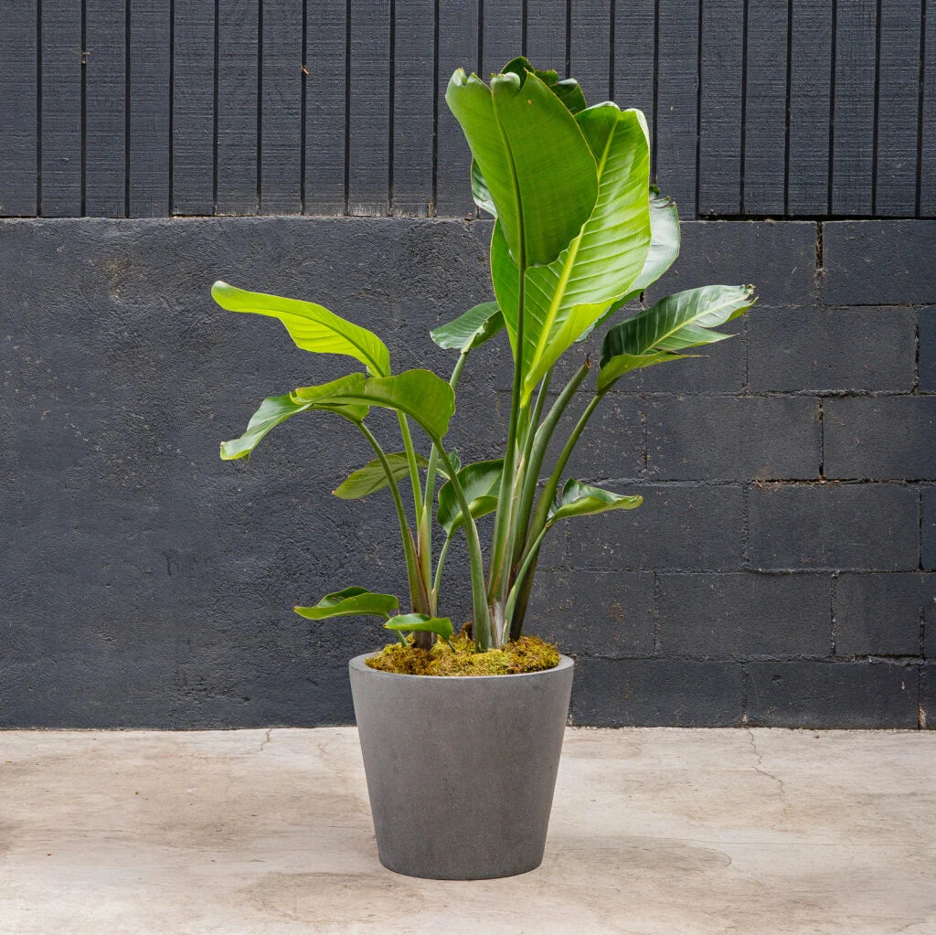 Giant Bird of Paradise (Strelitzia nicolai) - Live Tropical Outdoor Plant in 15 Gal Grow Pot