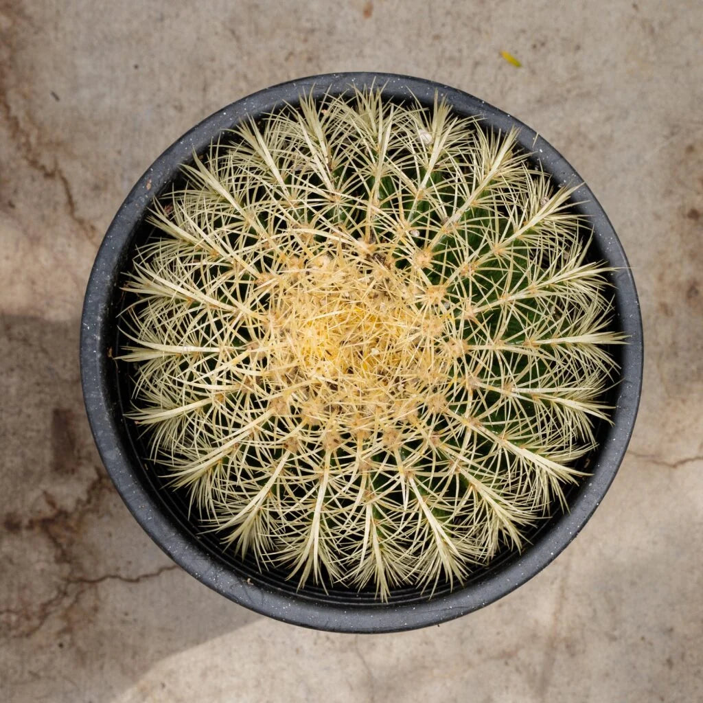 Golden Barrel Cactus (Echinocactus grusonii) – Easy Care Live Cactus in Nursery Pot