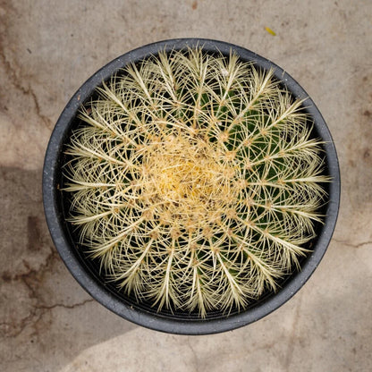 Golden Barrel Cactus (Echinocactus grusonii) – Easy Care Live Cactus in Nursery Pot