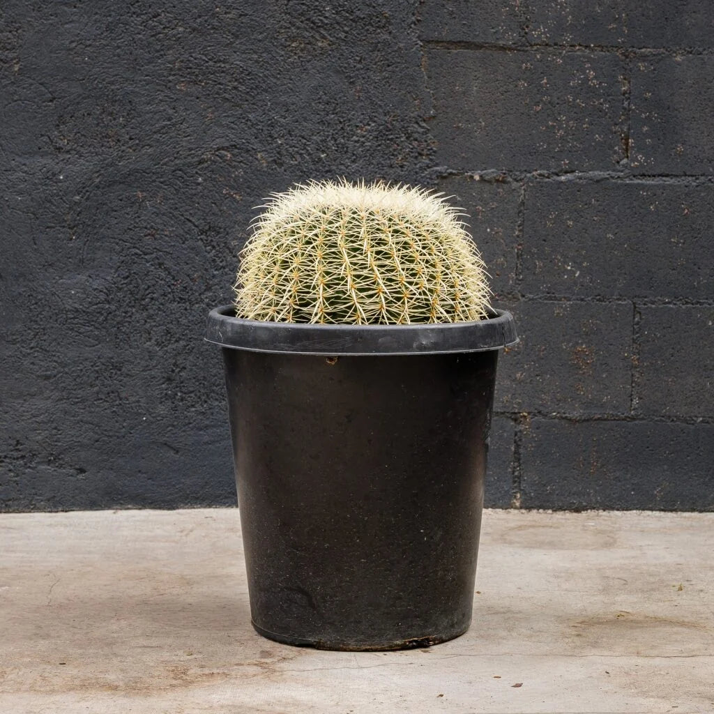 Golden barrel cactus with golden spines in black nursery pot