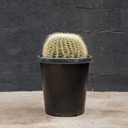 Golden barrel cactus with golden spines in black nursery pot